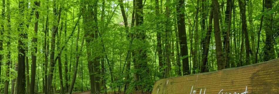 Prachtige bomen in het bos tijdens een wandeling met psycholoog Susan van Hacht